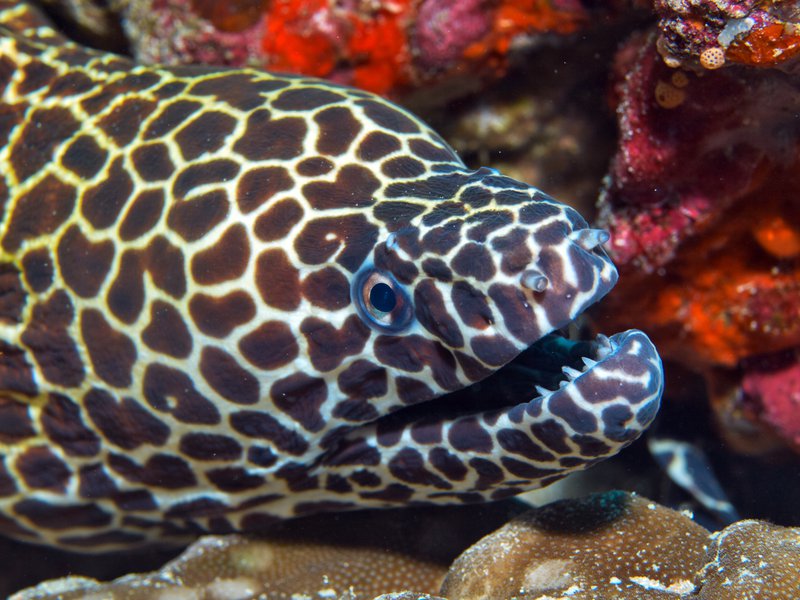 Honeycomb moray eel, Seulako Cave